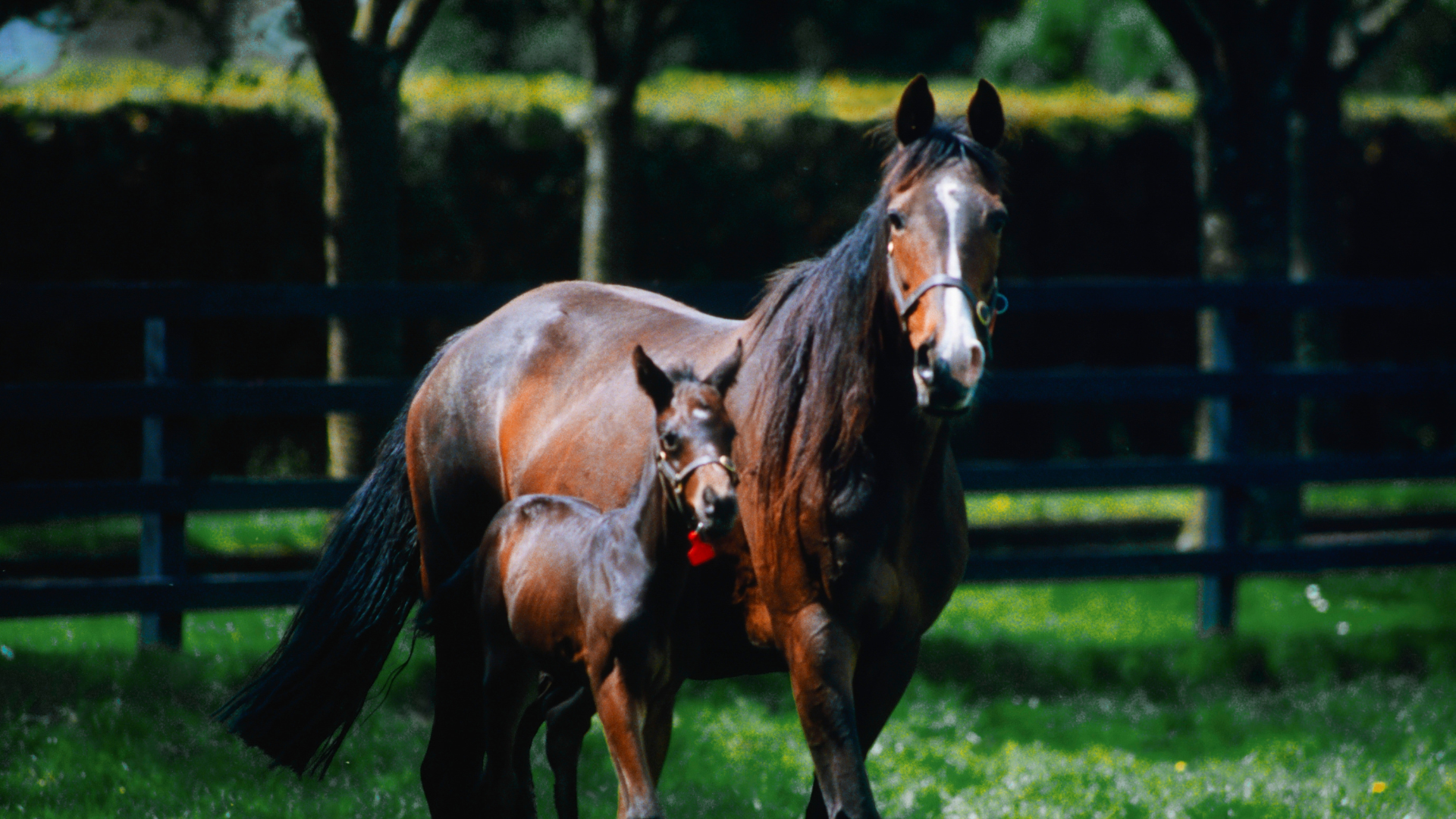 Racing Excellence